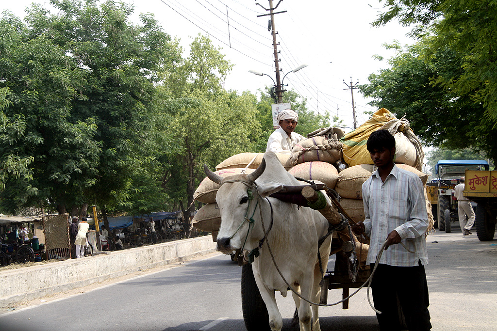 インドの道を歩く牛