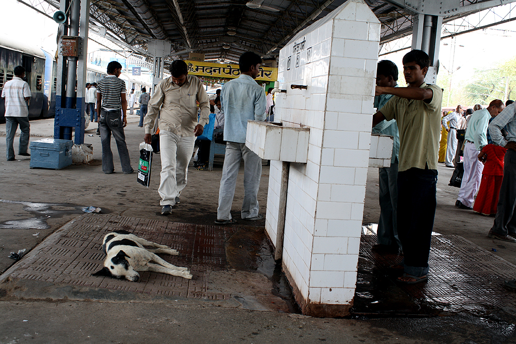 アグラ近郊のトゥンダラ駅 Tundia の犬